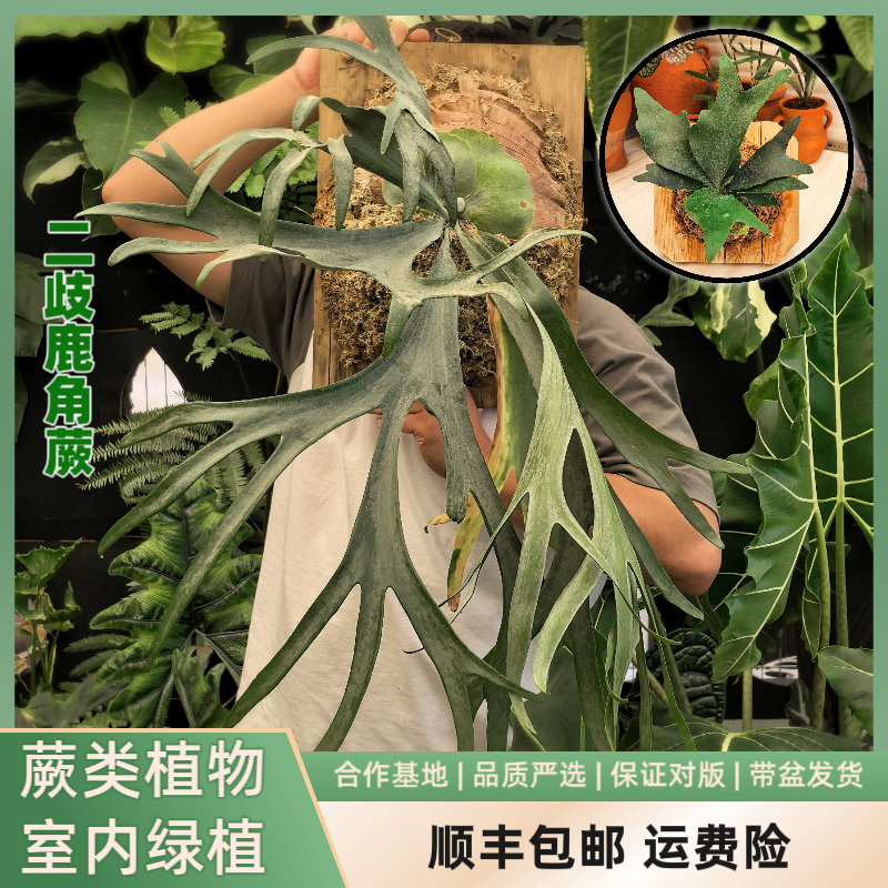 稀缺鹿角蕨合集，发货苗情以直播间展示为准
