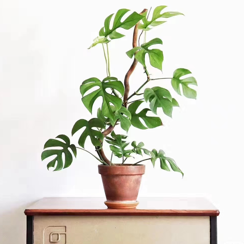 姬龟背室内观叶植物水培土培净化空气耐阴绿植盆栽