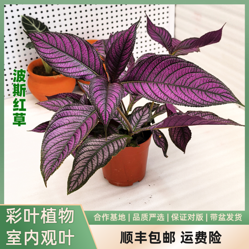 波斯红草彩叶植物室内阳台植物紫红色叶片皮实好养
