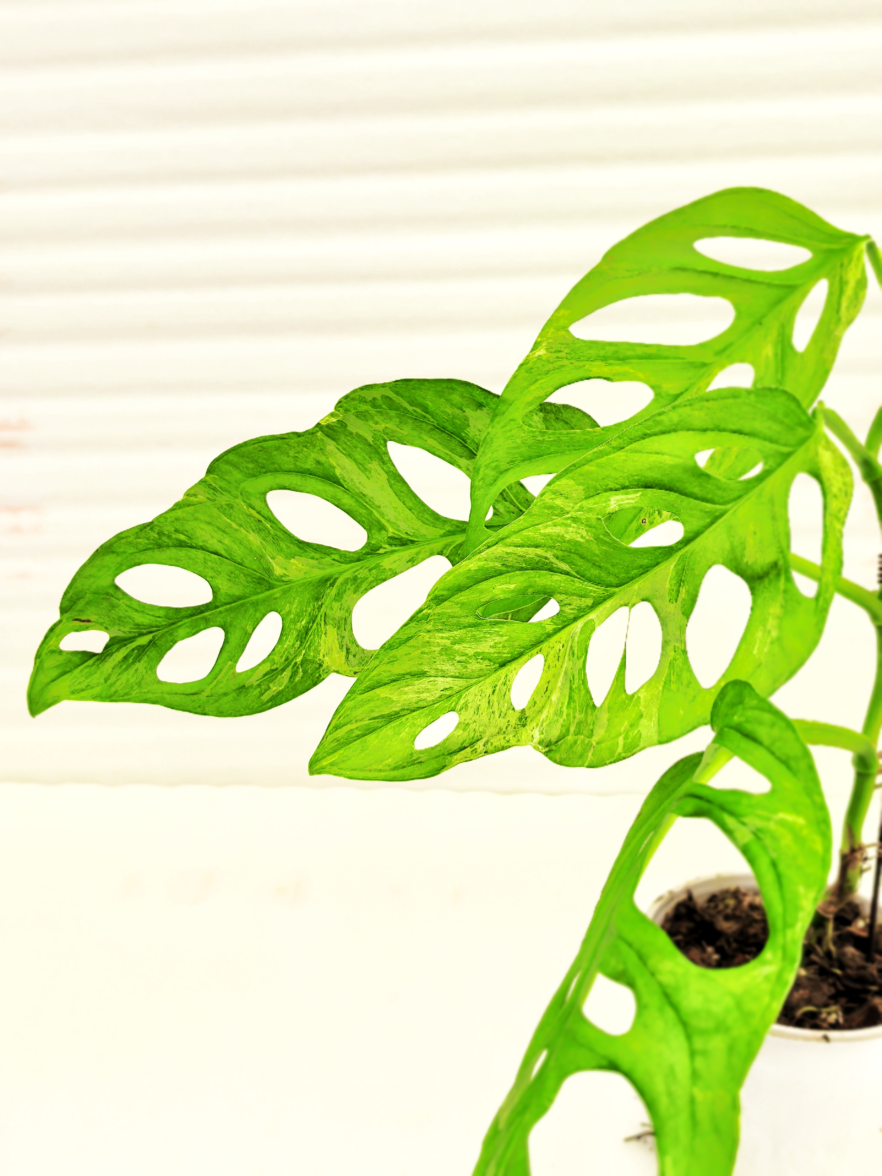 薄荷锦仙洞龟背竹盆栽室内绿植净化空气耐阴好养