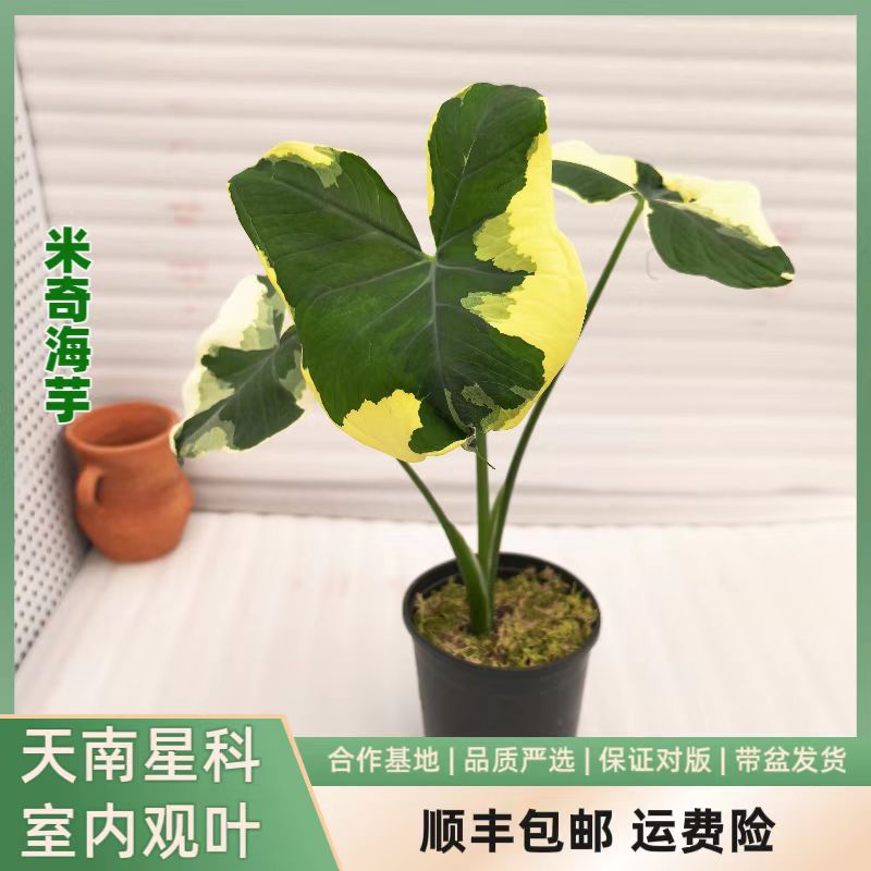 福利款米奇海芋小苗锦化植物大型室内观叶植物叶片后有尾须