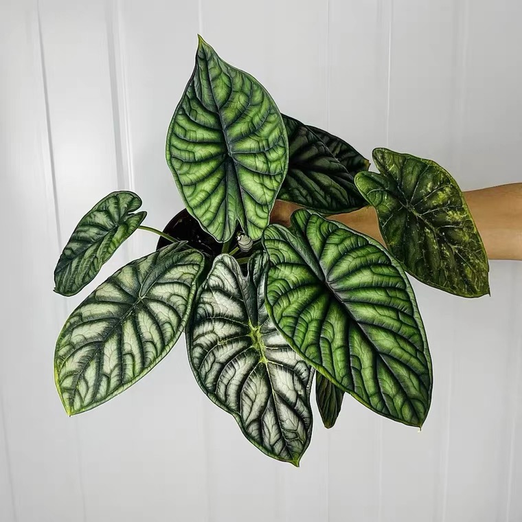 龙鳞海芋室内观叶绿植盆栽北欧风桌面植物好养耐阴