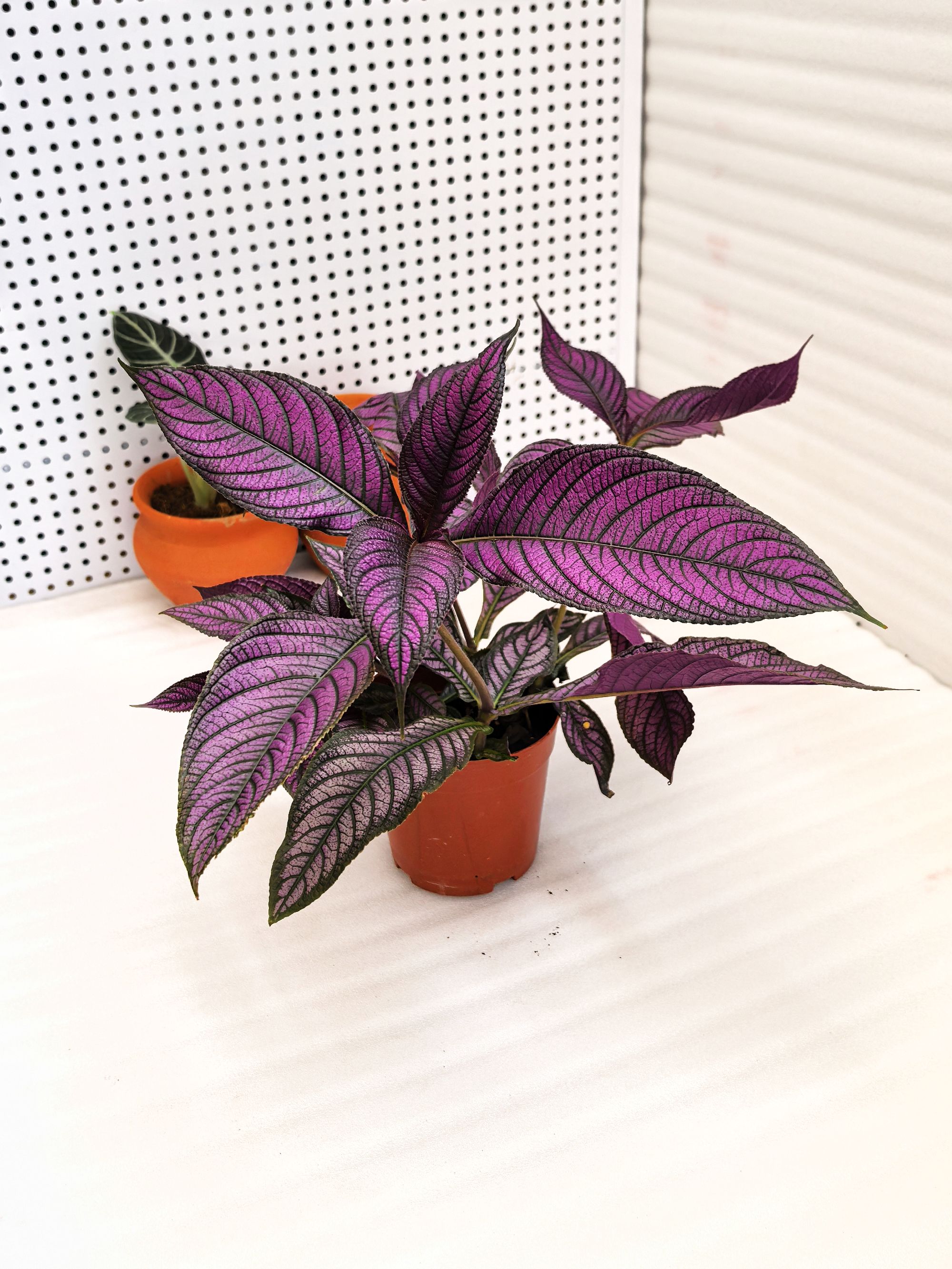 波斯红草彩叶植物室内阳台植物紫红色叶片皮实好养