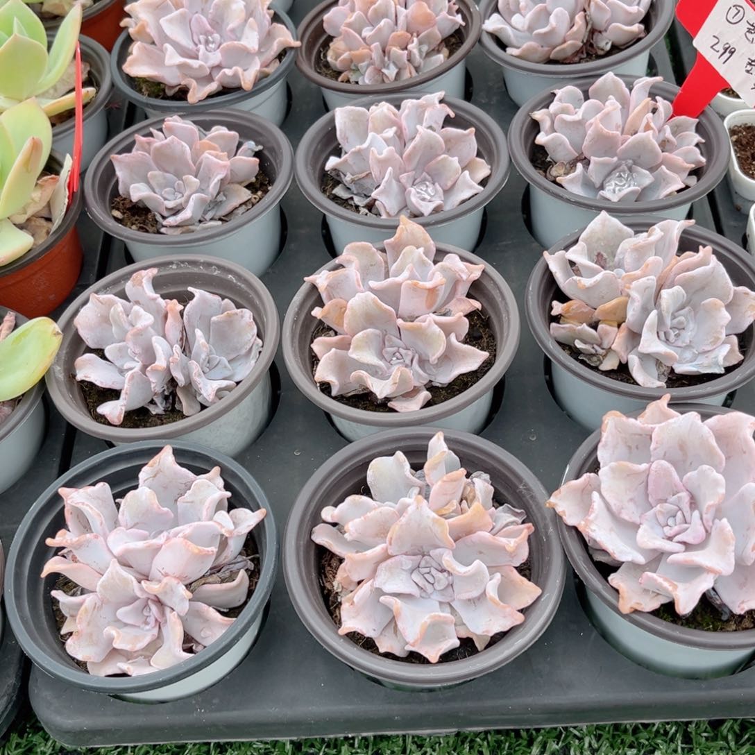 【7芭蕾舞者双头】20包邮