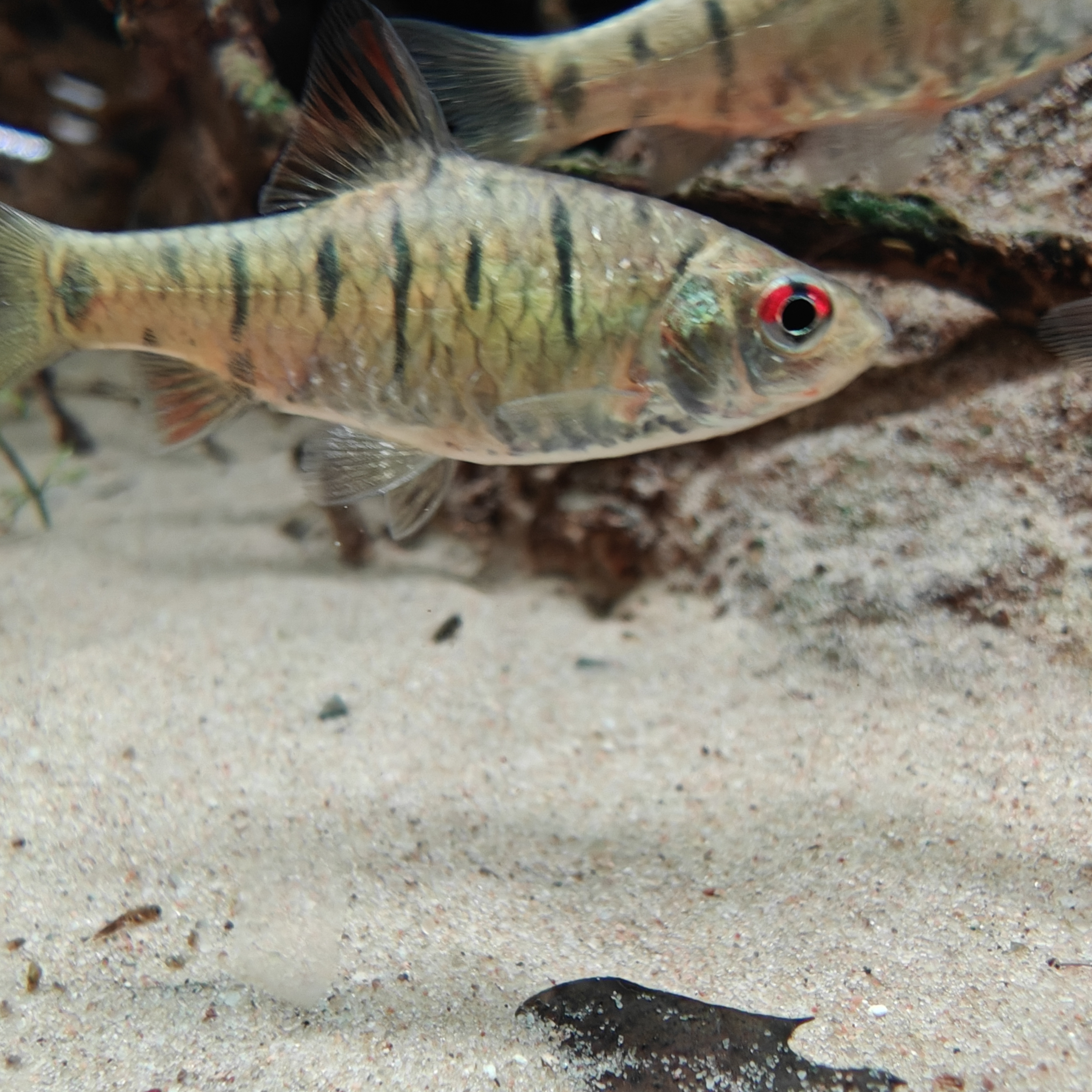 岩镜白沙天然灰白色鱼缸底砂细沙雷龙缸鼠鱼南美三湖原生鱼缸造景