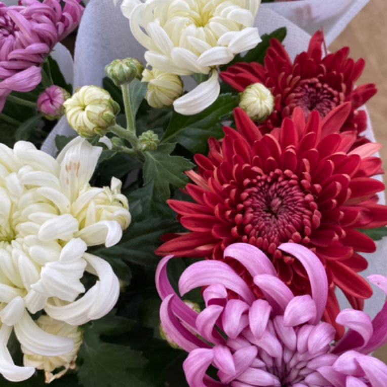 三色月月菊，颜色随机发