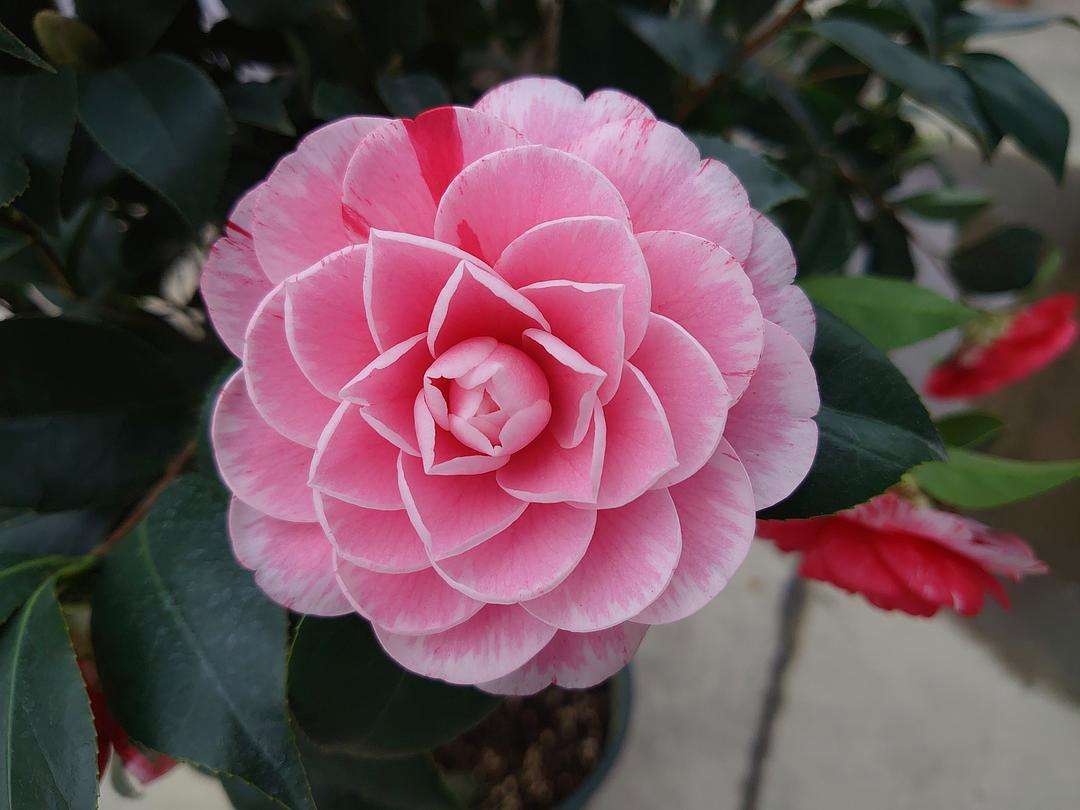 品种茶花五色赤丹一物一拍绿植花卉易活带苞包邮