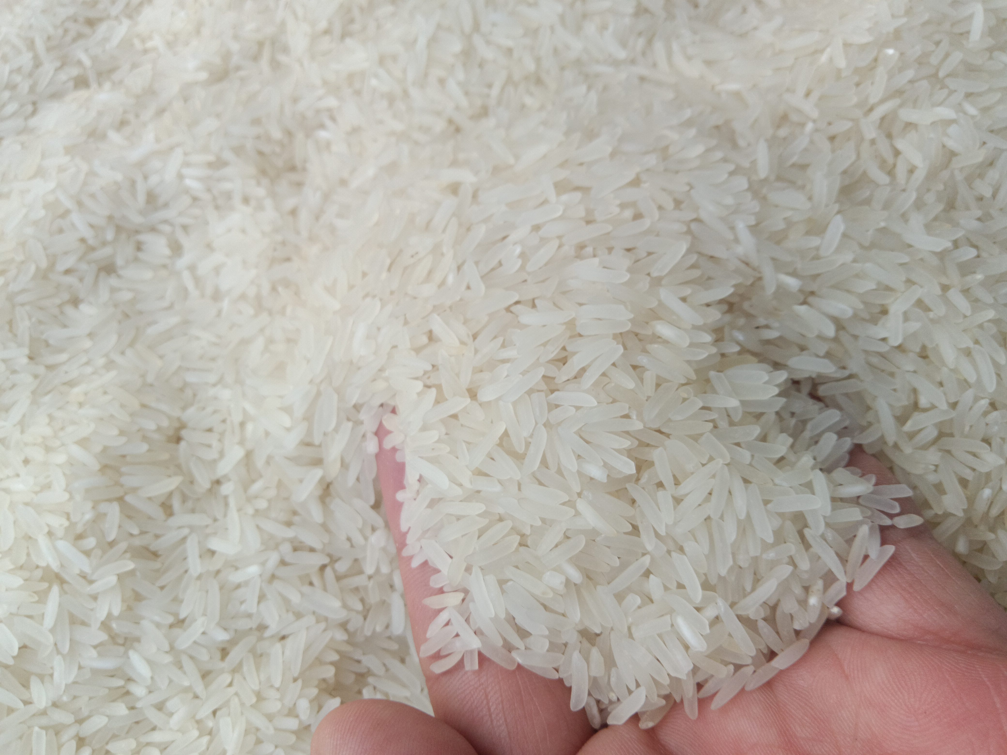 云南土特产，，，猫牙米