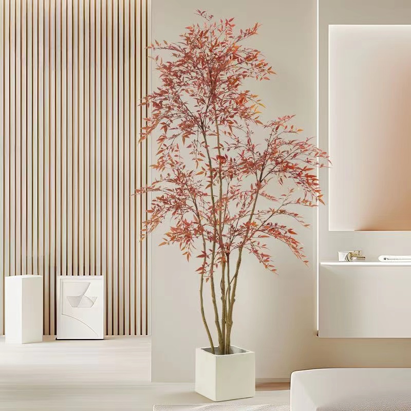 火焰南天竹土培水培盆栽大型老桩庭院客厅阳台绿植植物耐寒盆景