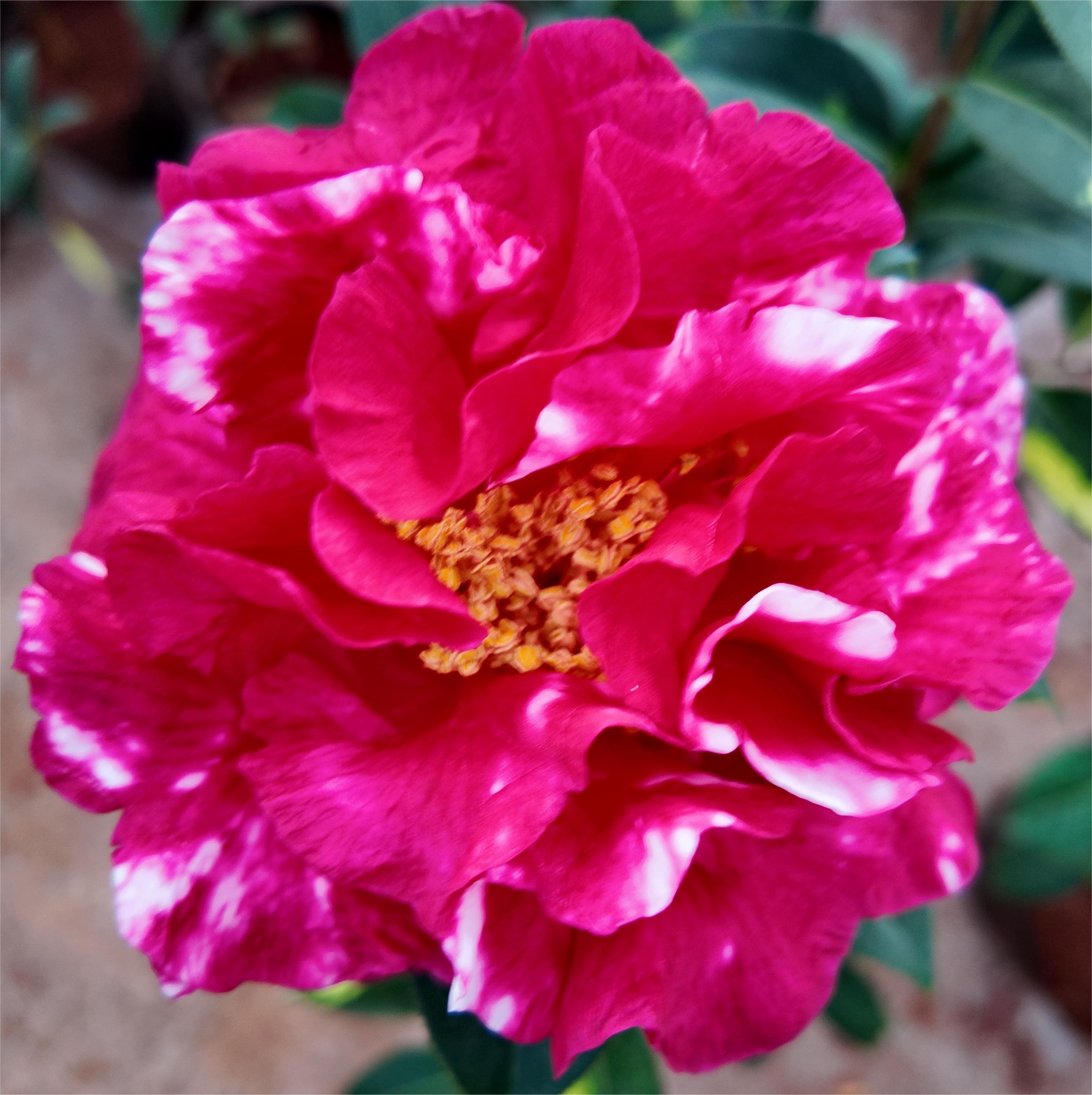 【好花道】云南山茶花卉直播间链接！（直播间专属链接，自行拍下无效）