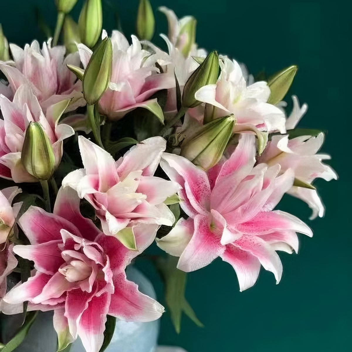 【福利爆款】 伊莎贝拉百合 重瓣百合 店铺现货包邮 鲜花鲜切花