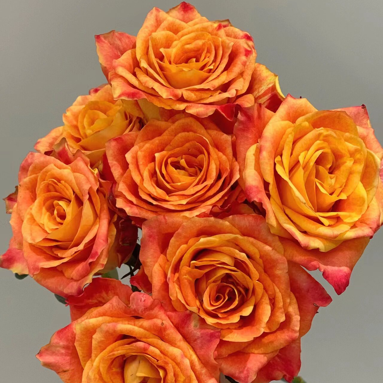 【福利爆款】 欢乐颂玫瑰  单头玫瑰  店铺现货包邮 鲜花鲜切花