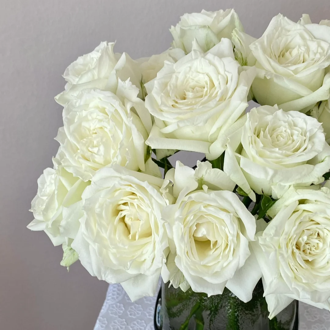 【拍2件35.9】 白玫瑰 坦尼克 单头玫瑰 店铺现货包邮 鲜花鲜切花