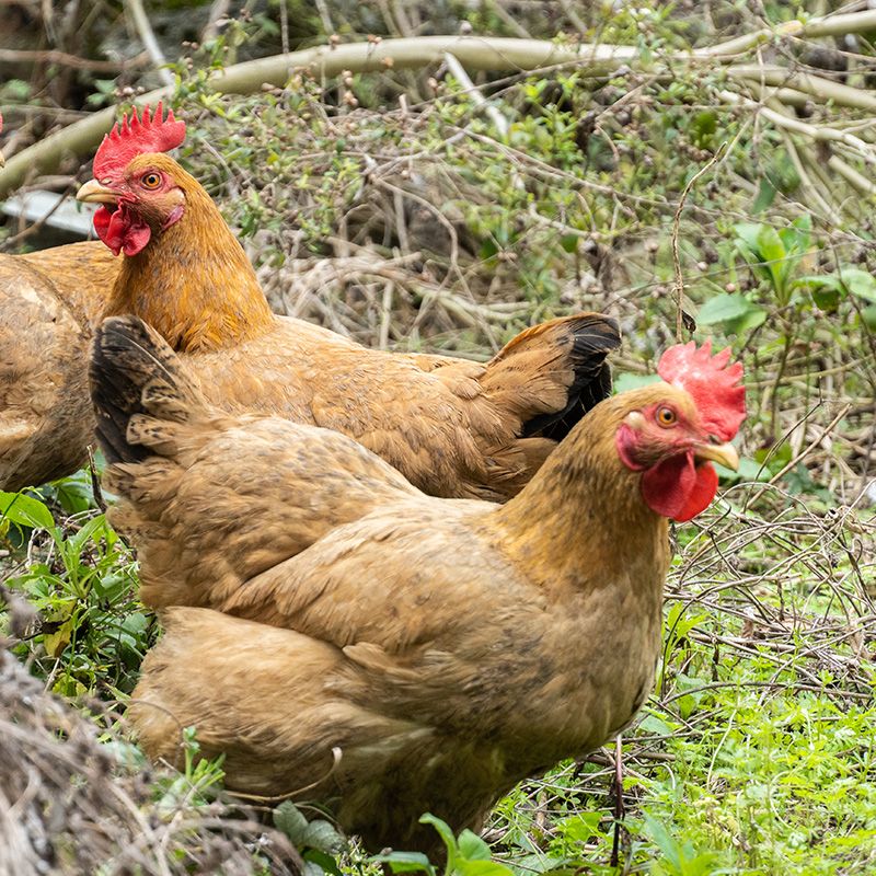 【小余推荐】农村散养土鸡