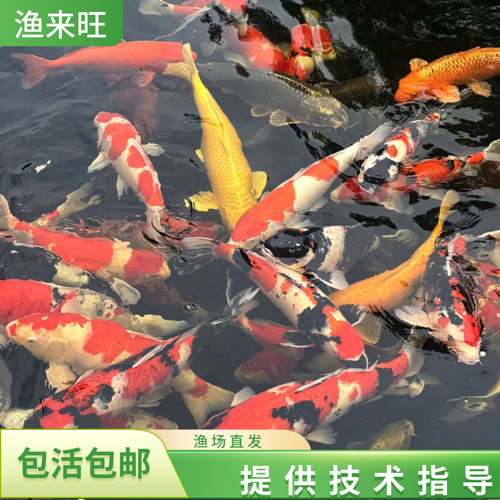 【血统锦鲤18-23cm7条】纯种精品锦鲤活鱼好养红白三色黄金观赏鱼