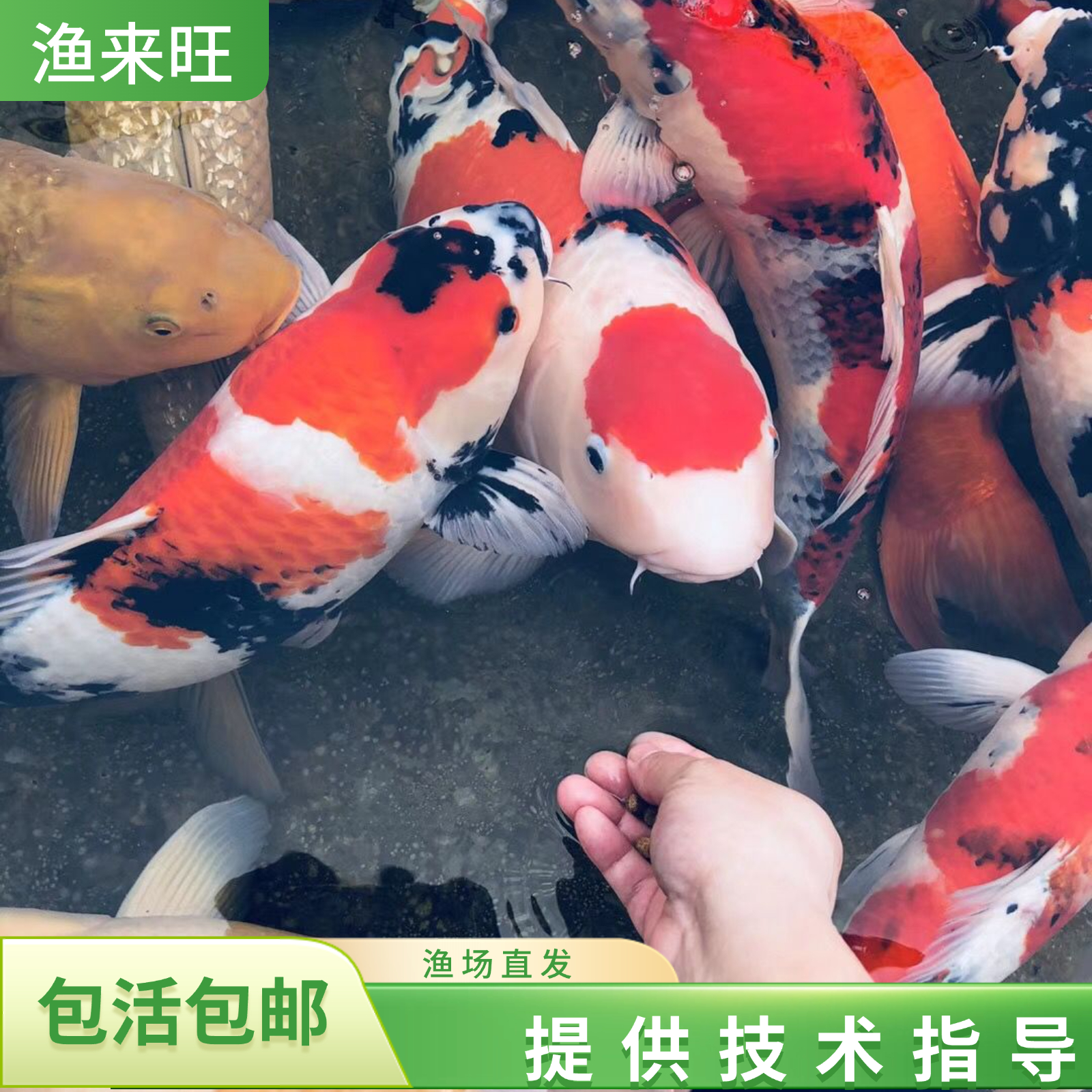 20-23公分5条混色【包邮包损】日本纯种红白三色黄金招财观赏鱼活体