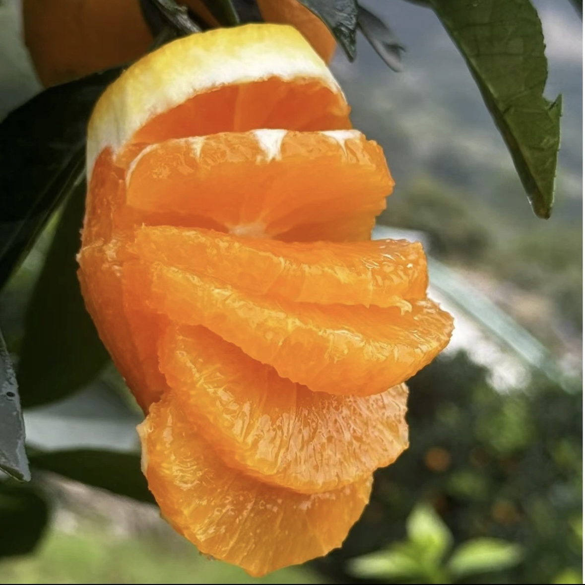 宜昌秭归九月红细腻化渣、爆汁