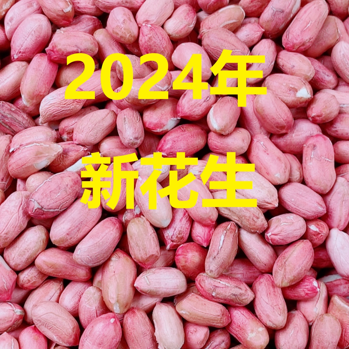 手剥大白沙花生种子