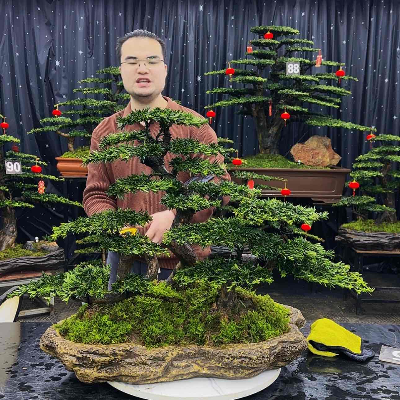 【闪购商品】高端盆景
