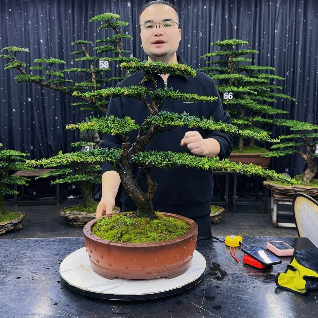 松树柏树造型盆景