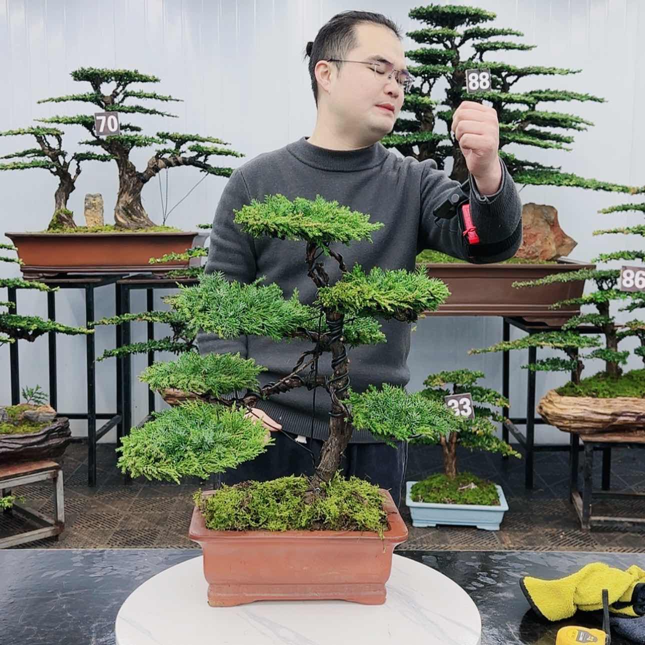 【闪购商品】高端盆景