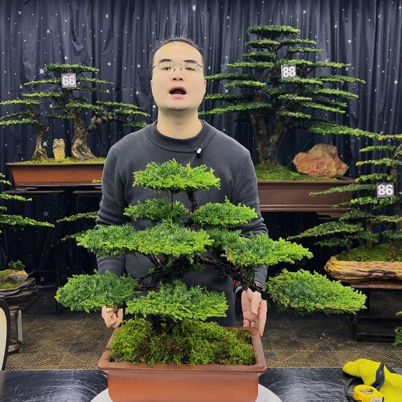 【闪购商品】高端盆景