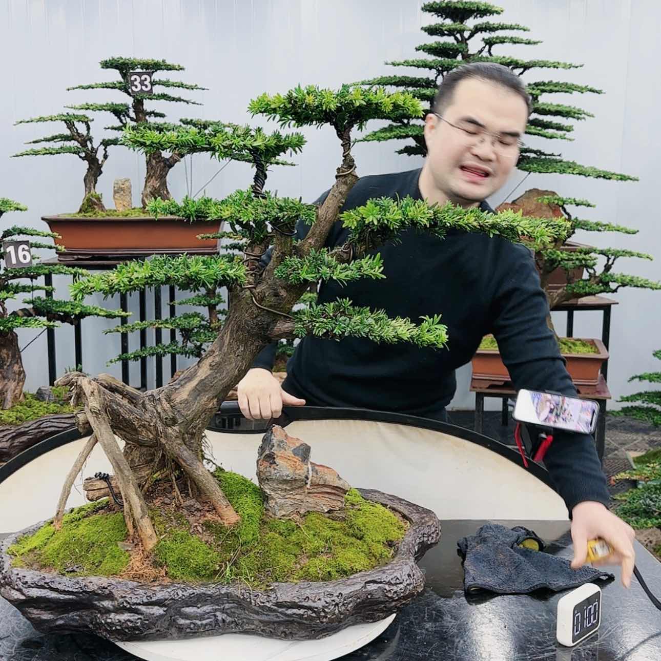 【闪购商品】高端盆景