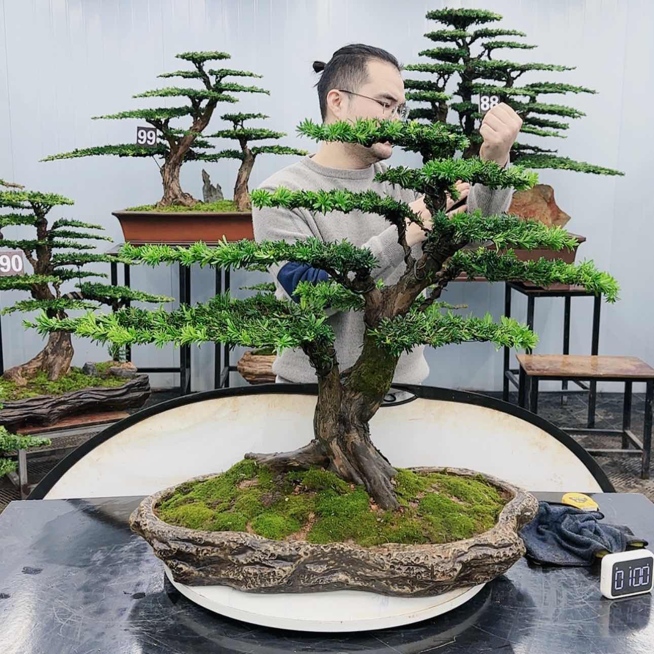 【闪购商品】高端盆景