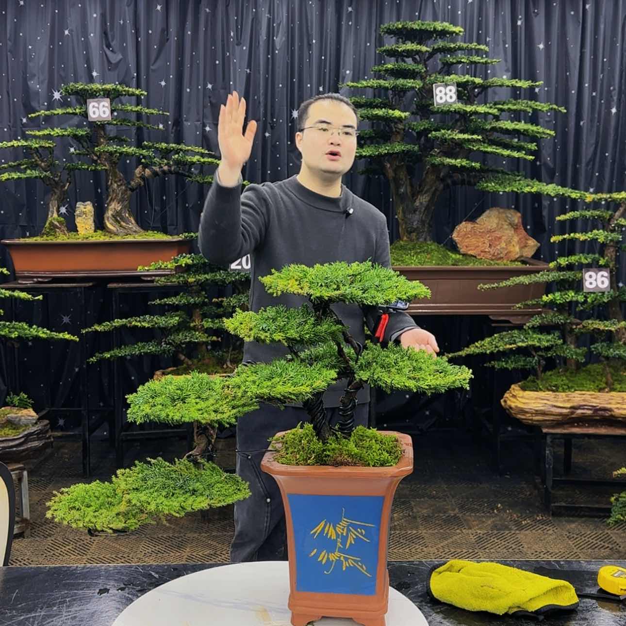 【闪购商品】高端盆景