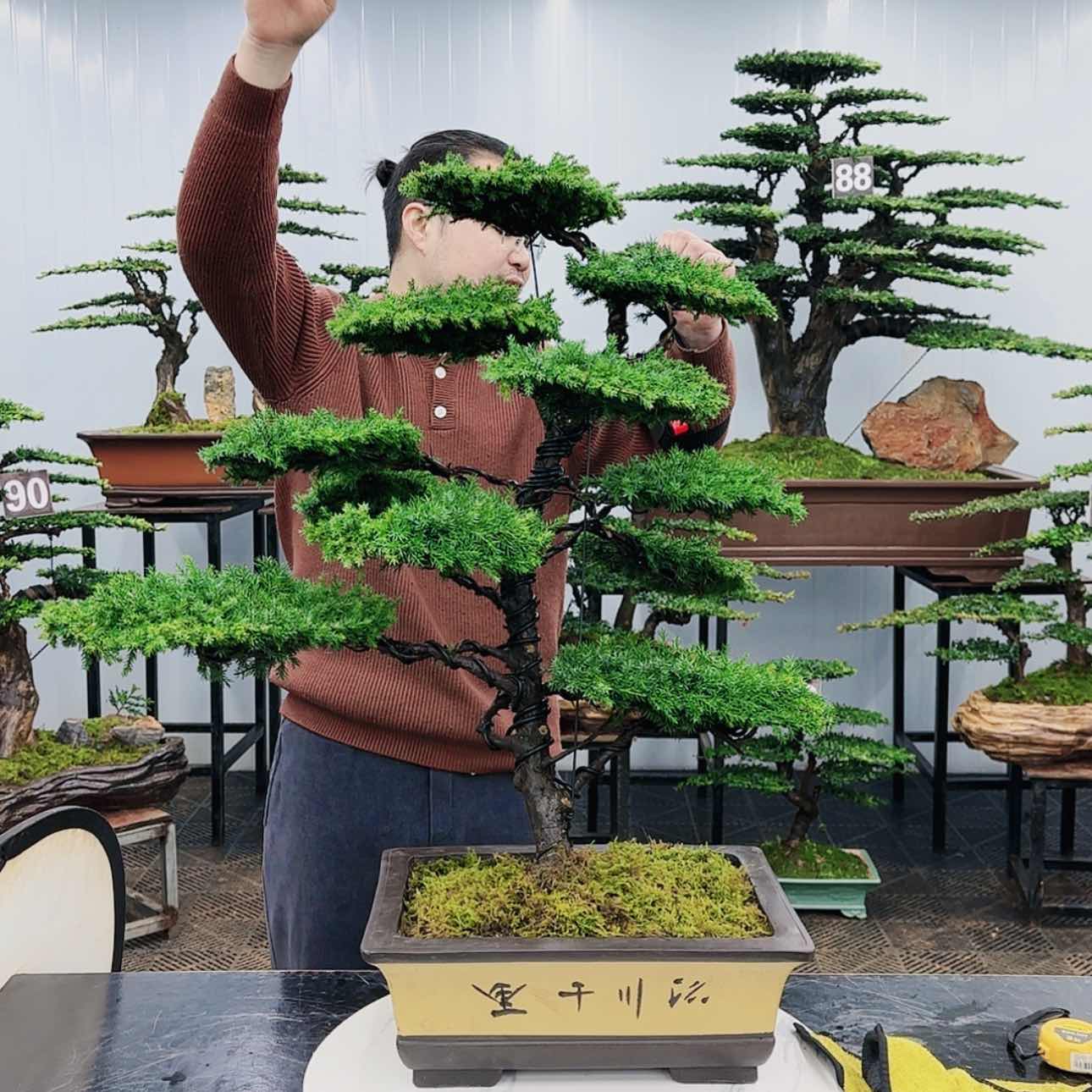 【闪购商品】高端盆景
