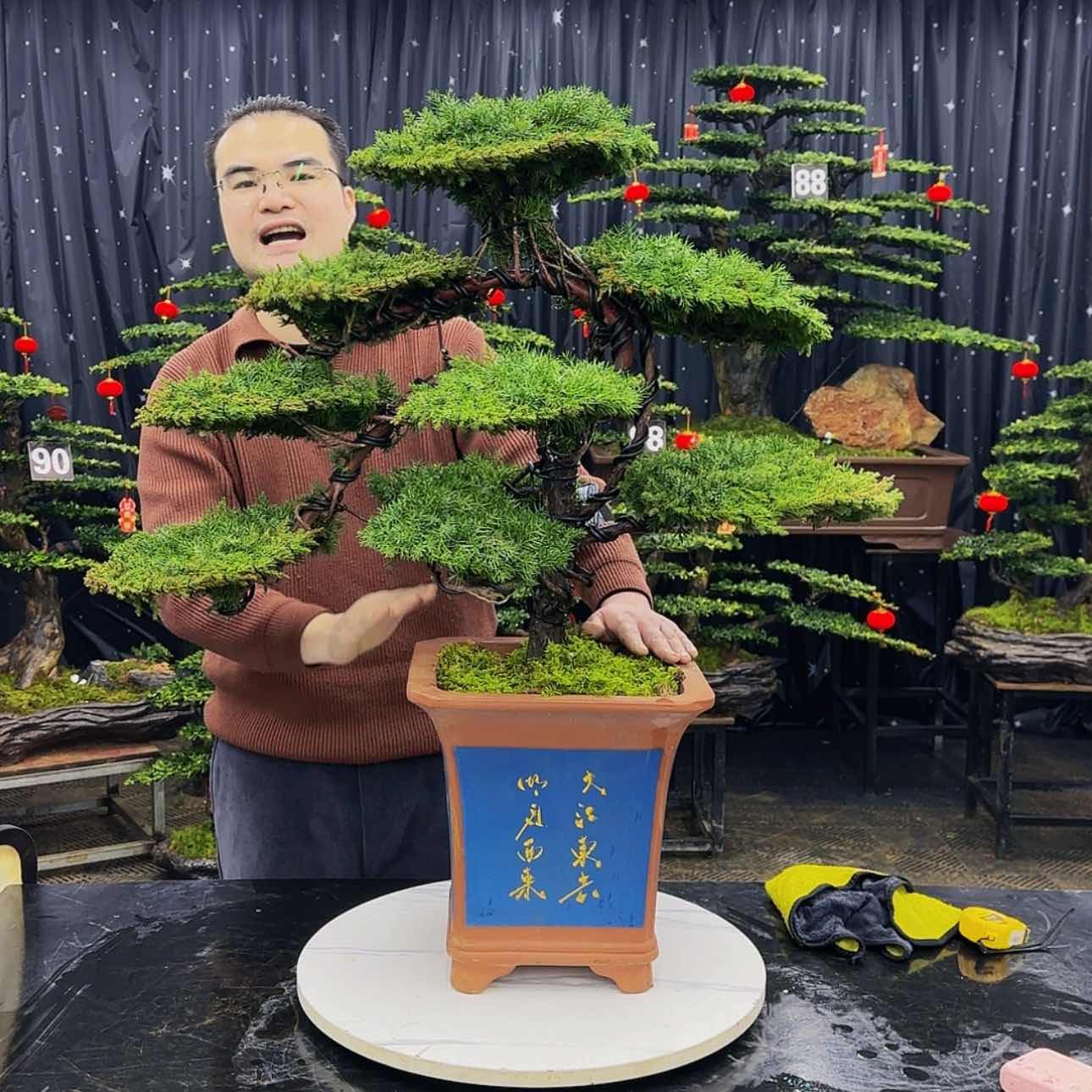 【闪购商品】高端盆景