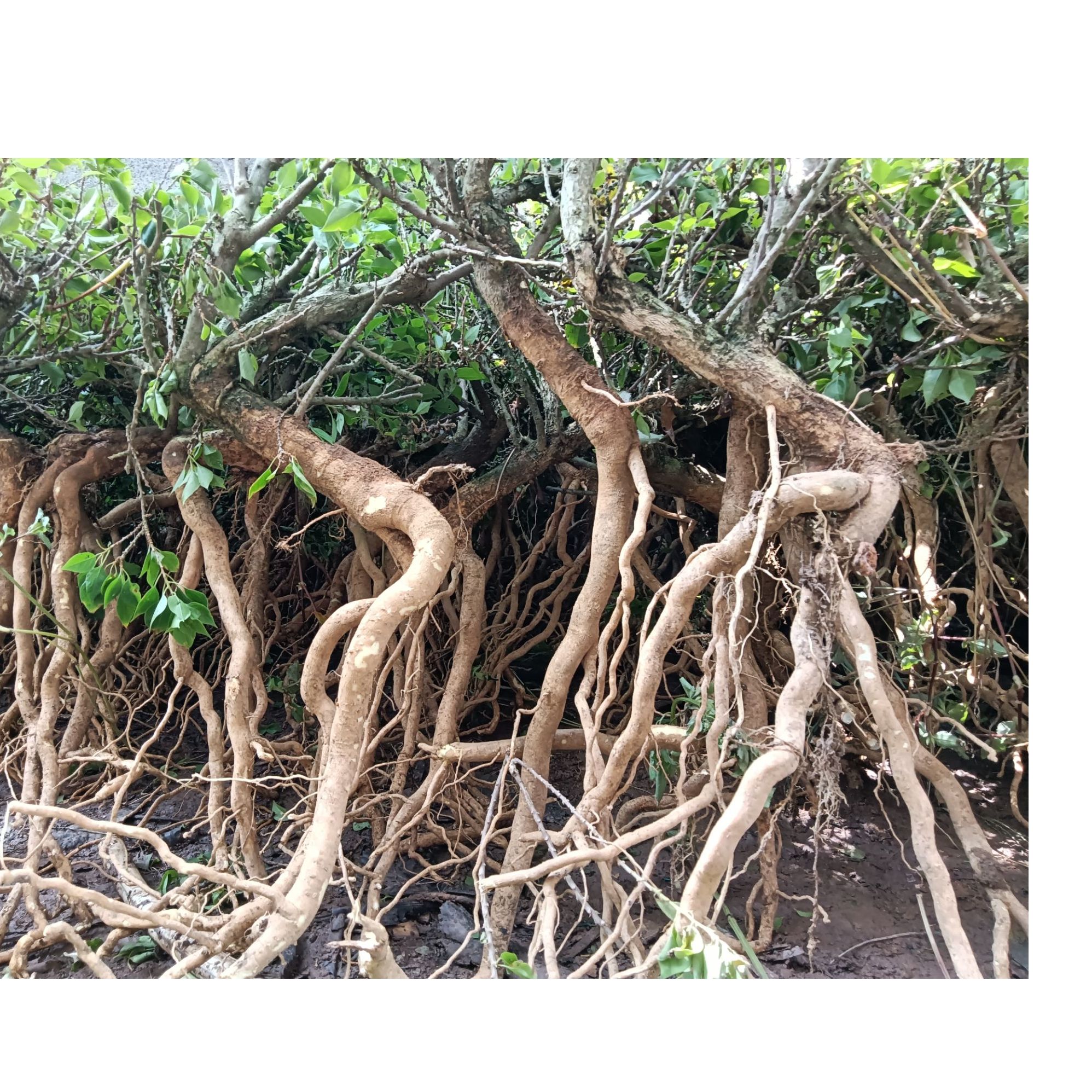 三角梅塔紫高提根