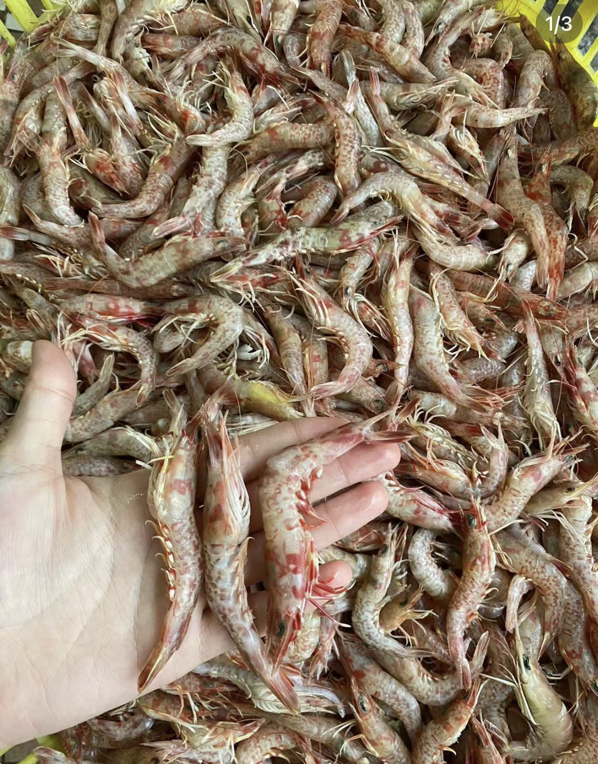 广西北海顺丰包邮（樱花虾）5斤起拍，拍下不退不