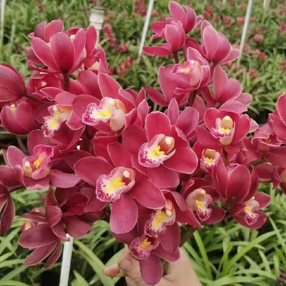 翁源兰花 红宝石 名贵正品大花蕙兰室内客厅花草植物盆栽兰草花