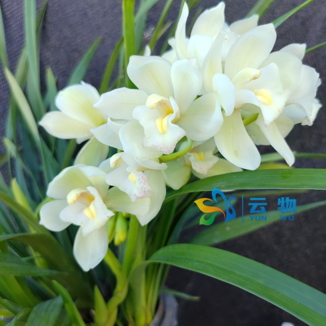 【白玉香兰】高雅白玉色-清香杂交兰【带花剑原盆原土】兰花盆栽