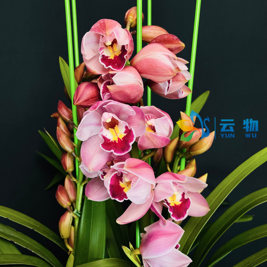 深粉线艺【福星】年宵花大花蕙兰【带花剑原盆原土】过年兰花盆栽