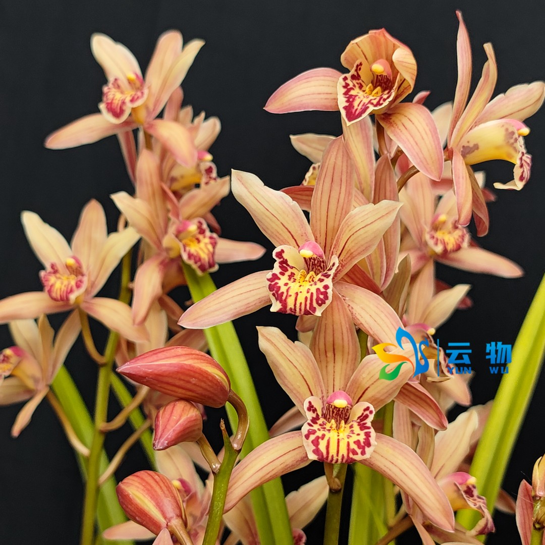 香槟粉色【台北小姐】清香杂交兰壮苗【带花剑原盆原土】兰花盆栽