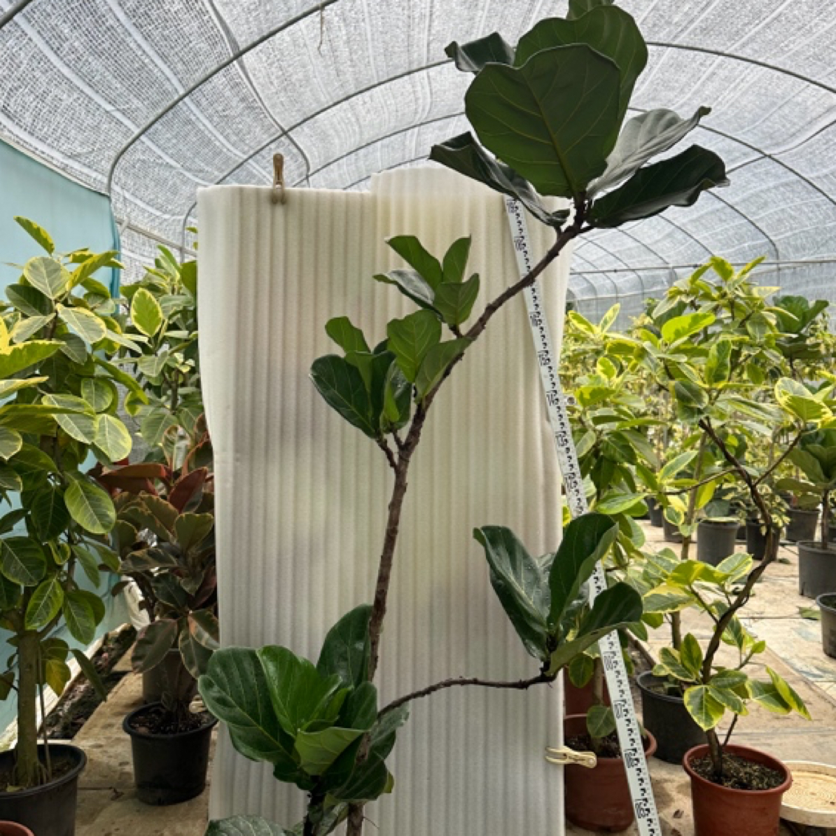 琴叶树，琴叶榕，室内室外绿植