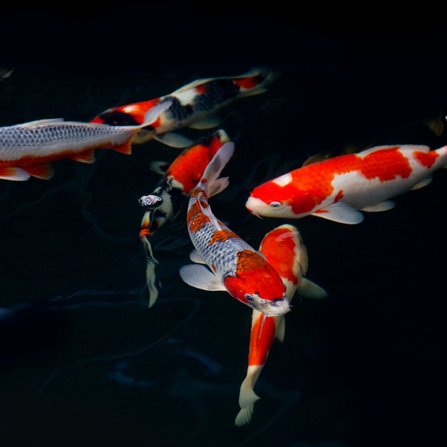 观赏鱼 淡水鱼冷水鱼 各种品种混搭