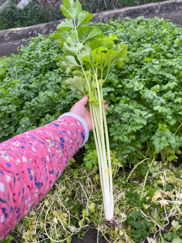 四川本地新鲜农家自种芹菜新鲜采摘草白芹菜露天种植