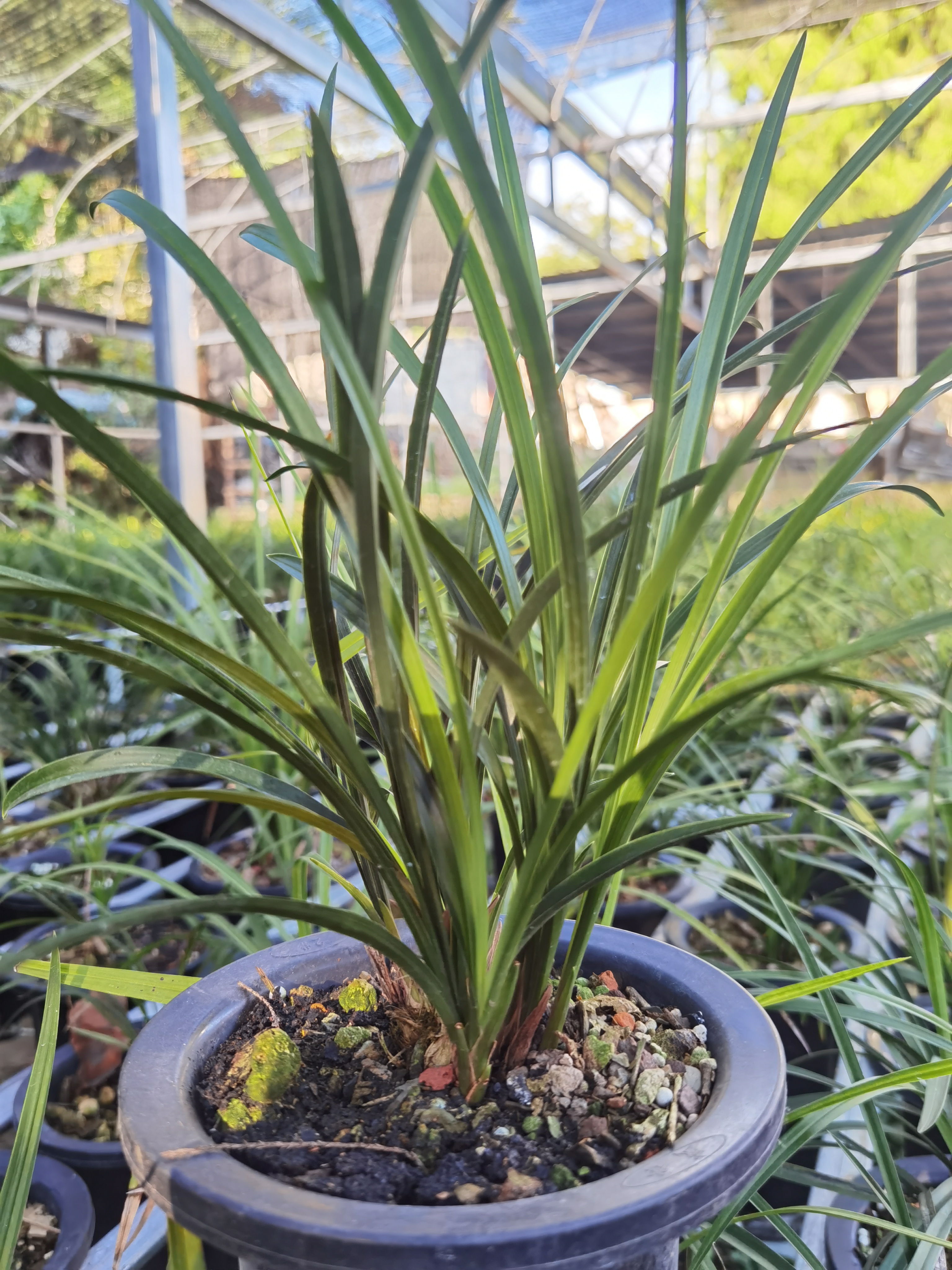 直播间链接春兰惠兰春剑一物一拍，欢迎新老朋友光临寨上人家兰苑