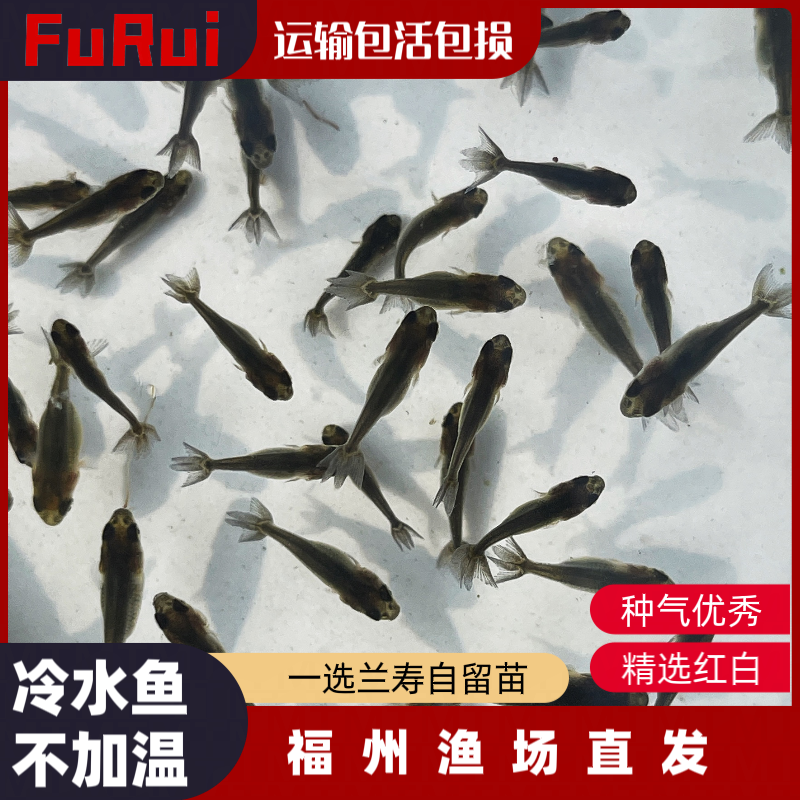 精品红白兰寿鱼苗活体观赏鱼饲料鱼苗冷水淡水招财鱼红白鱼苗精品