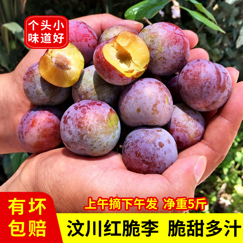 汶川红脆李脱骨李高山脆红李当季新鲜水果脆甜多汁5斤