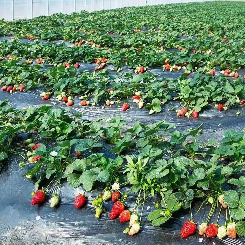 【适合新手种植】四季草莓苗食用露天种植