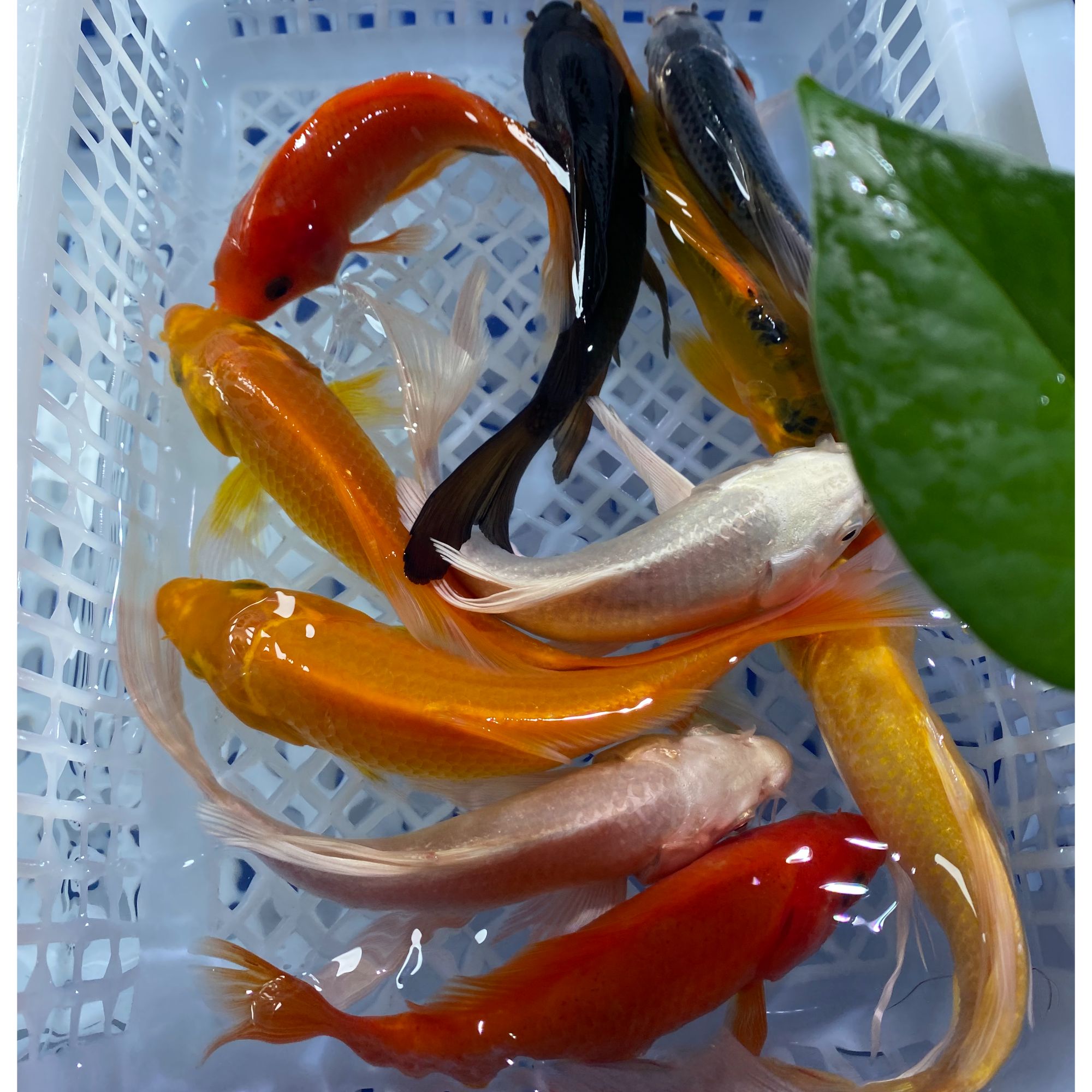 【3黄2白2红1黑+2德 随机】10-12公分 到手10条锦鲤搭配观赏鱼
