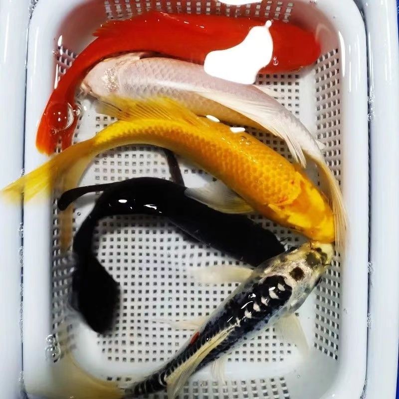 精品大五福 【1黄1白1黑1冷水红鹦鹉+1德随机】13-15公分锦鲤观赏鱼