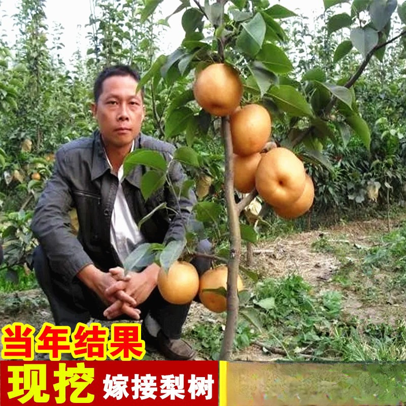 秋月梨树果苗嫁接苗盆栽地栽南方北方种植沙梨砀山梨苹果梨雪梨树