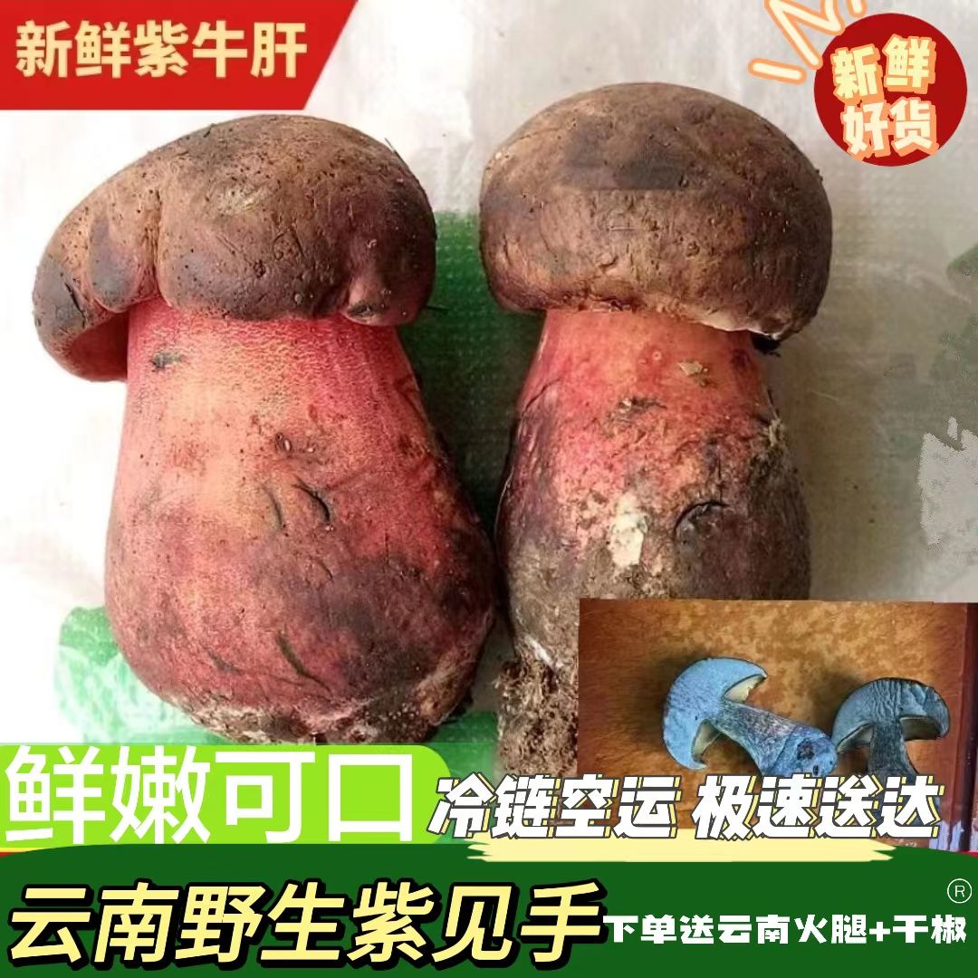 云南楚雄本地野生菌紫菌见手青新鲜空运采摘优质500g-1000g