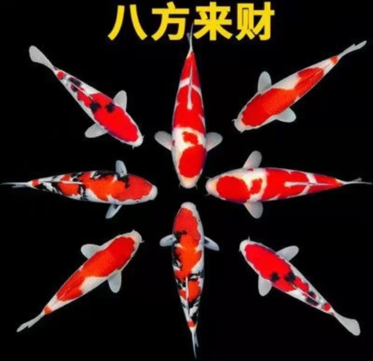 招财精品红白三色大锦鲤  包邮包活 入缸不售后 介意勿拍