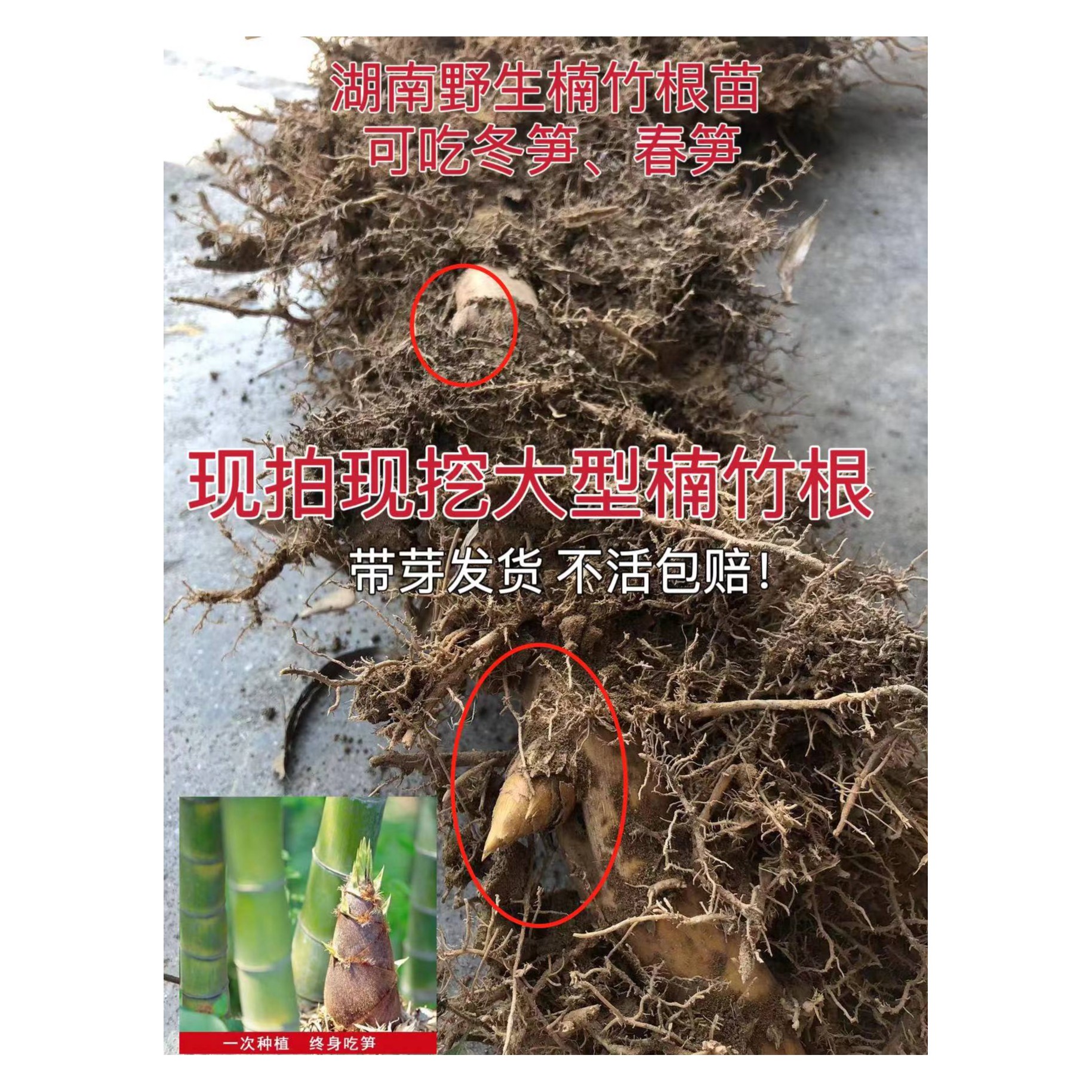湖南大型楠竹根苗毛竹苗大型竹苗食用竹笋苗南北方均可种庭院种植